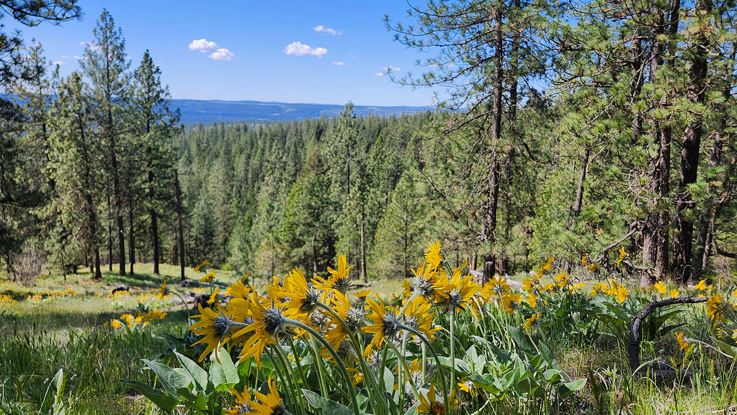 Mountain meadow at Living Springs Ranch